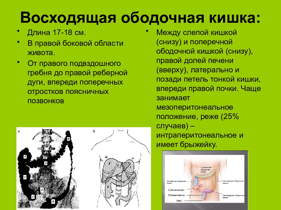 Длина кишечника. Восходящая ободочная кишка длина. Ободочная кишка функции. Введение в спланхнологию презентация. Кишечник Спланхнология.