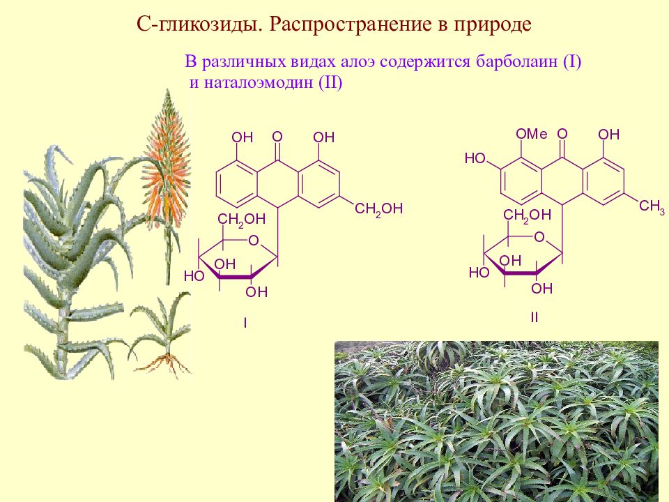 Распространение в природе. Гликозиды в растениях формула. Гликозид формула. O гликозиды. Общая формула гликозидов.