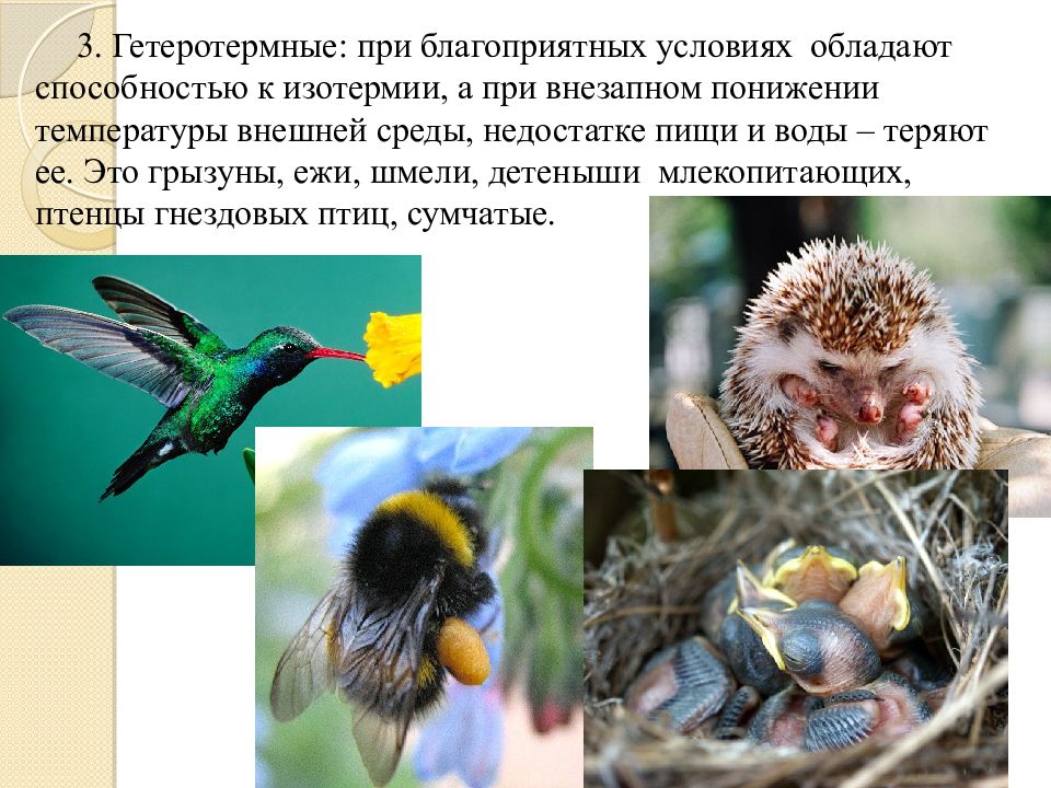Тест какой способностью обладает. Гетеротермные. Гетеротермные организмы. Гетеротермные животные адаптация. Гетеротермные организмы птиц.
