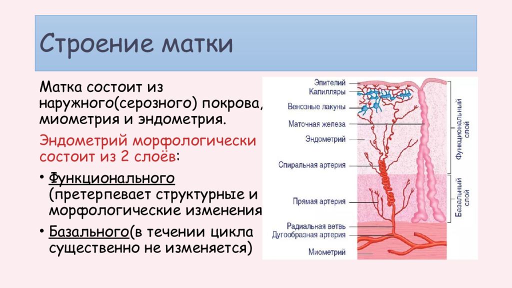 Функциональный слой эндометрия. Послойное строение матки. Внутреннее строение матки анатомия. Внешнее строение матки. Строение периода.