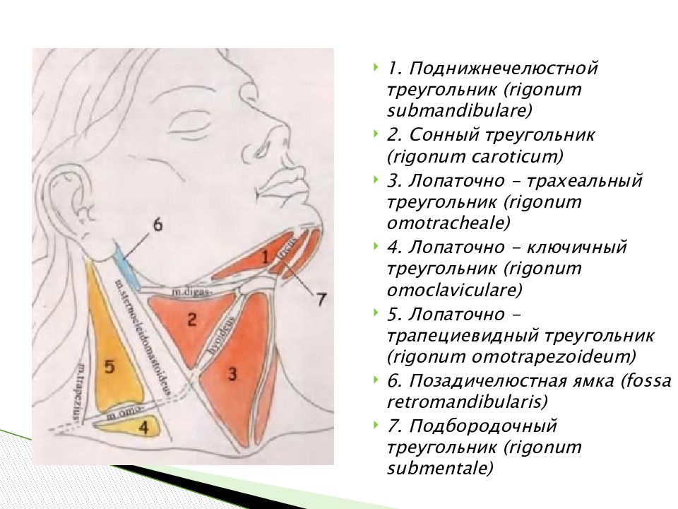 Треугольники шеи. Треугольники шеи анатомия Пирогова. Язычный треугольник (треугольник Пирогова). Треугольники шеи топографическая анатомия схема. Треугольник Пирогова топографическая анатомия.