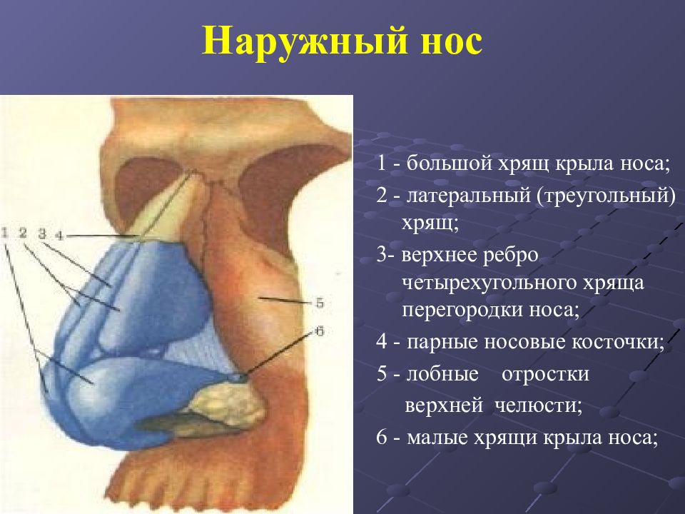 Строение наружного носа. Анатомия наружного носа хрящи носа. Наружный нос строение хрящи. Наружный нос анатомия строение. Сесамовидные хрящи наружного носа:.