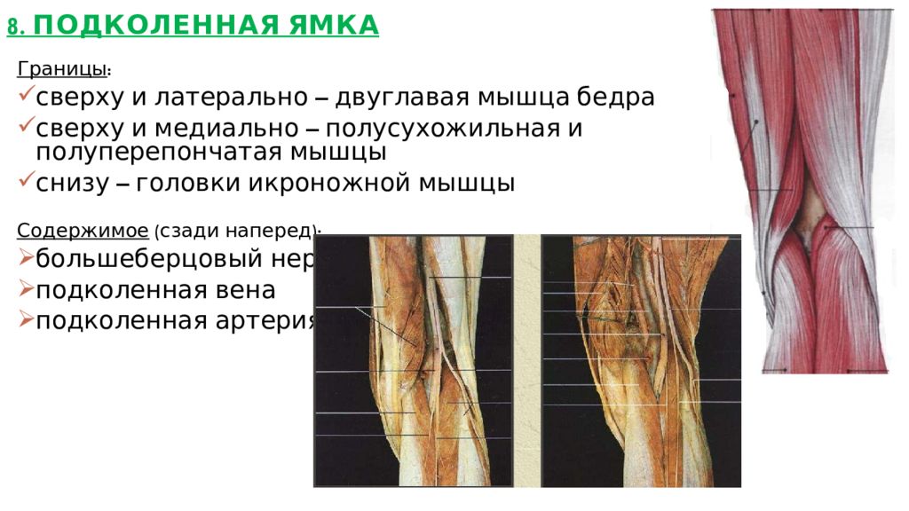 Подколенная мышца. Стенки подколенной ямки мышцы. Анатомия сосудов подколенной ямки. Подколенная ямка топография. Подколенная ямка анатомия топография.