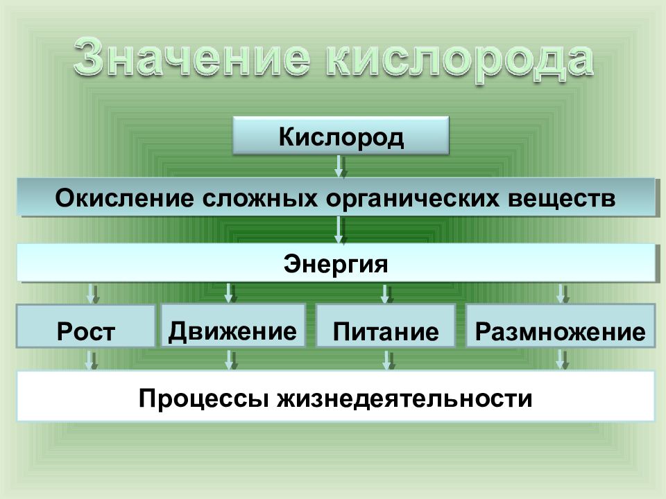 Сложные органические вещества при дыхании. Биологическое значение кислорода. Кислород и его значение. Кислород это в биологии. Значение дыхания для растений и животных.