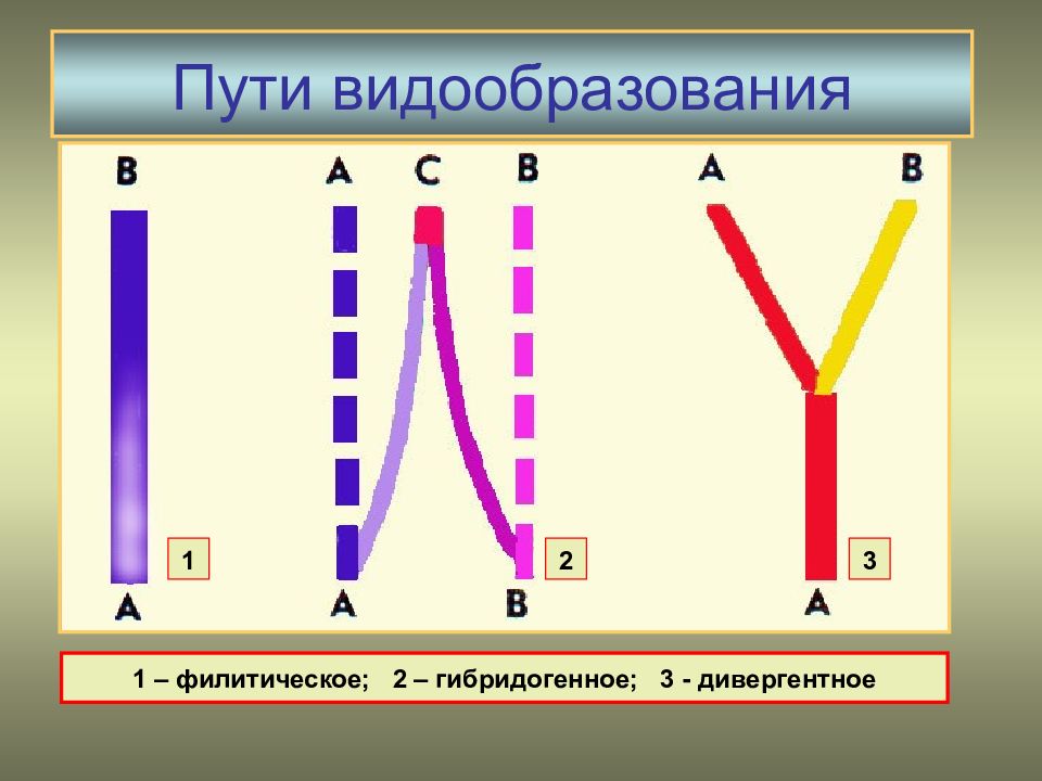 Виды видообразования. Пути видообразования. Примеры гибридогенного видообразования. Пути видообразования филетическое гибридогенное. Три способа видообразования.