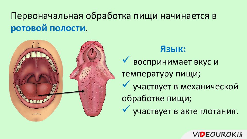 Рот 1 класс презентация