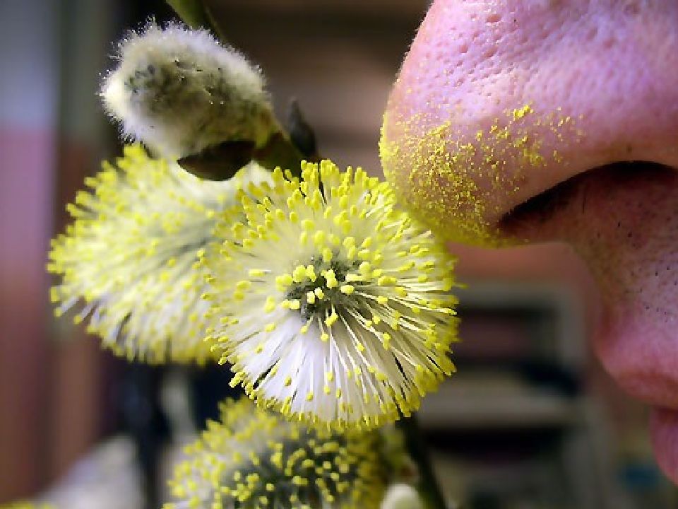 Растение много пыльцы. Пыльца растений. Пыльцевые аллергены. Пыльца на цветке. Пыльца растений фото.