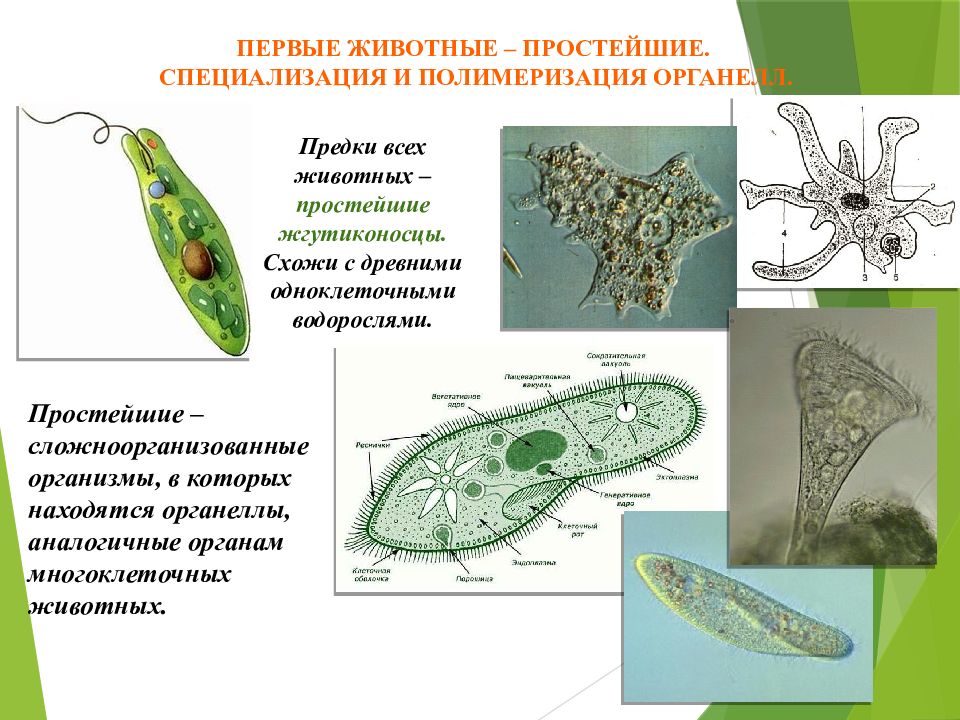 Главные признаки простейших. Инфузория туфелька жгутиконосцы. Первые животные простейшие специализация и полимеризация органелл. Одноклеточные животные жгутиконосцы. Первые простейшие животные.