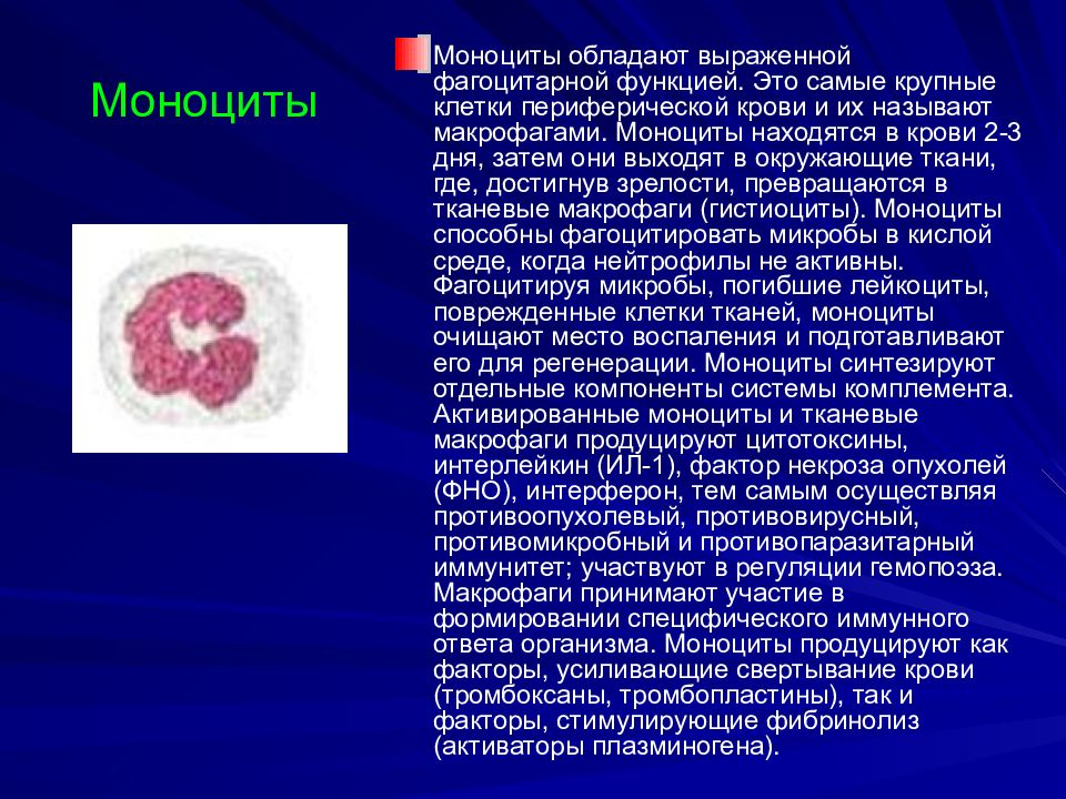 Моноцитов в крови 1. Моноцитарные фагоциты. Самые крупные клетки крови. Моноциты и макрофаги. Функции моноцитов в крови.