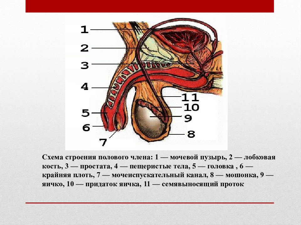 Схема полового члена