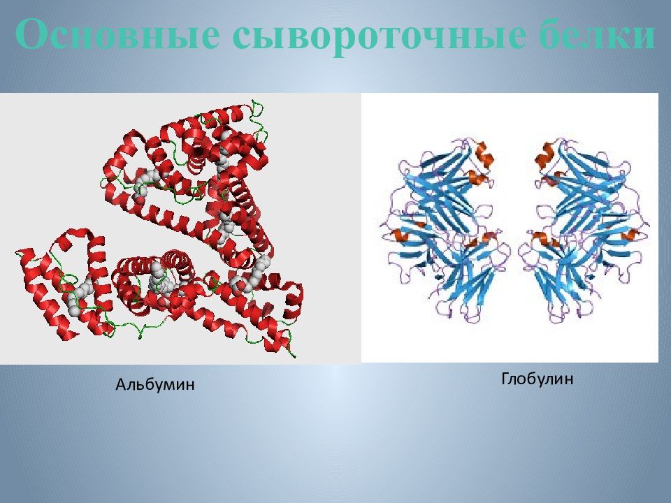 Альбумин сыворотки крови. Структура белка альбумин глобулин. Альбумин строение белка. Альбумины и глобулины строение. Строение альбуминов и глобулинов.