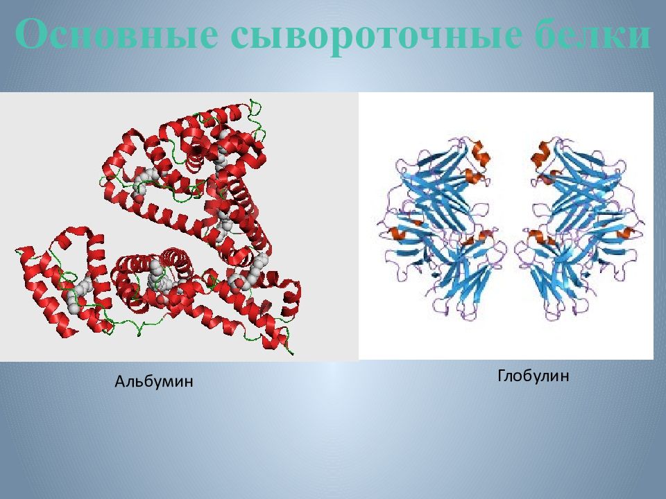 Альбумины глобулины фибриноген. Альбумин строение белка. Альбумины и глобулины строение. Альбумины и глобулины биохимия. Строение альбуминов и глобулинов.