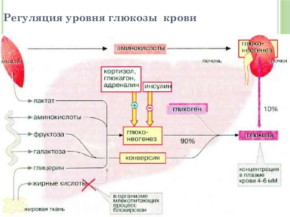 Обмен углеводов презентация