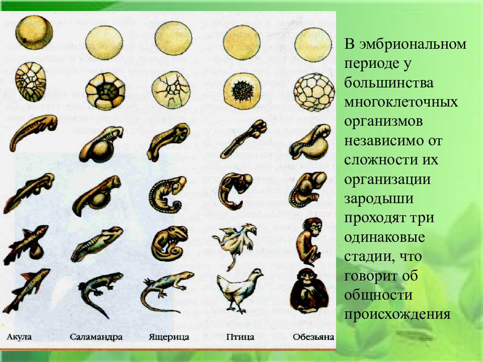 Презентация на тему индивидуальное развитие