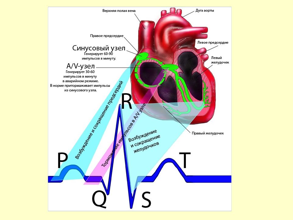 В виде чего регистрируются электрические импульсы сердца. Проводящая система сердца ЭКГ. Проводящая система сердца синусовый узел. Синусно-предсердный узел проводящей системы сердца расположен. Синусный узел сердца это.