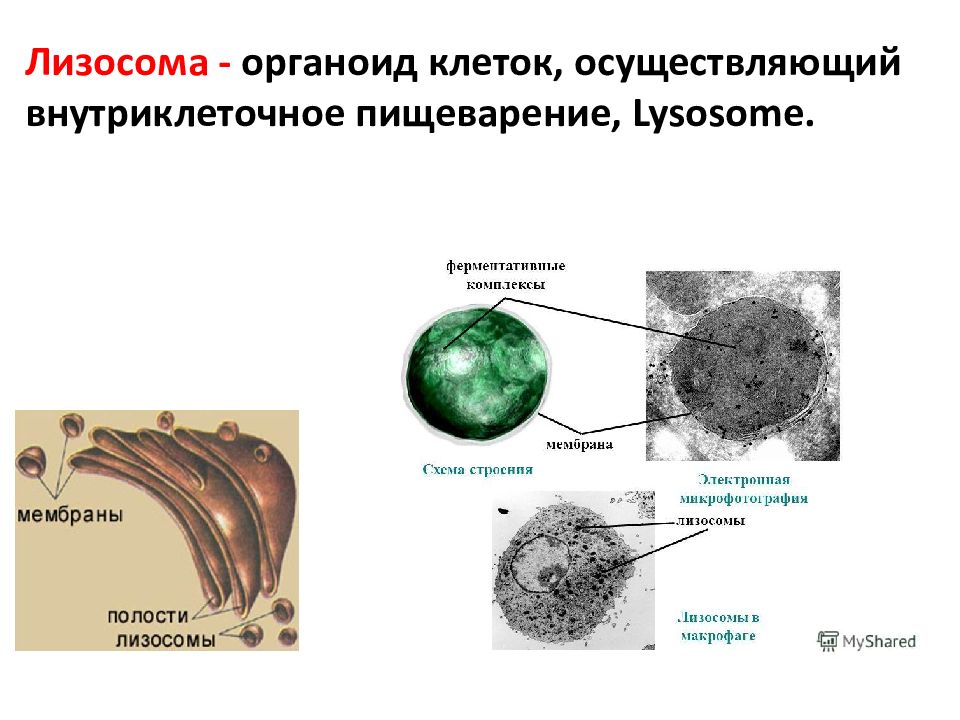Внутриклеточное пищеварение лизосомы. Рисунок лизосомы клетки. Лизосома структуры эукариотической клетки. Лизосомы под микроскопом. В лизосомах происходит реакция