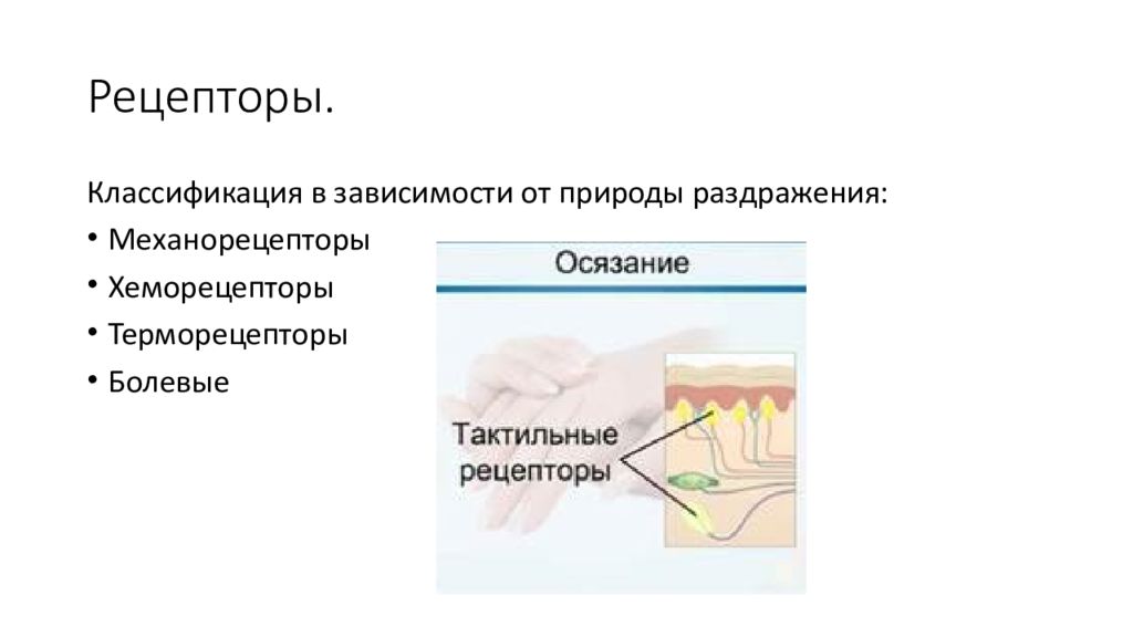 Раздражение рецепторов. Хеморецепторы терморецепторы механорецепторы. Классификация рецепторов в зависимости от природы раздражителя. Классификация терморецепторов. Классификация кожных рецепторов.