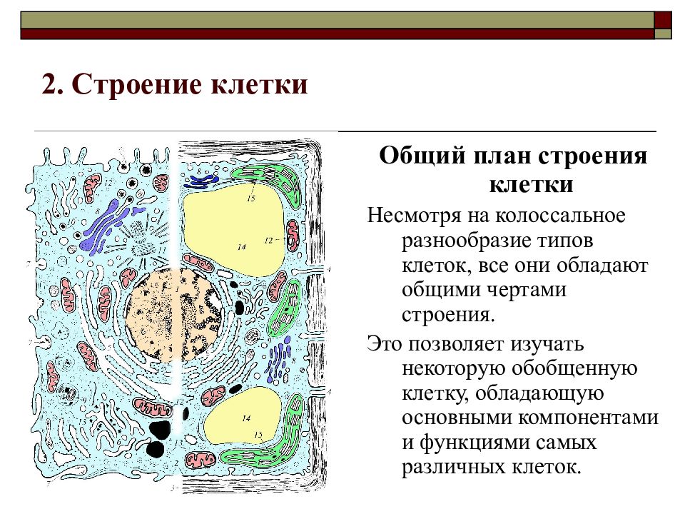 Строение клетки проект