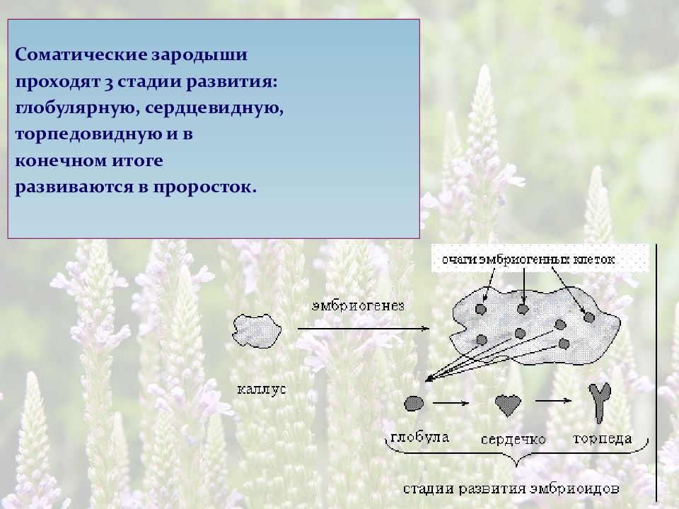 Презентация микроклональное размножение картофеля