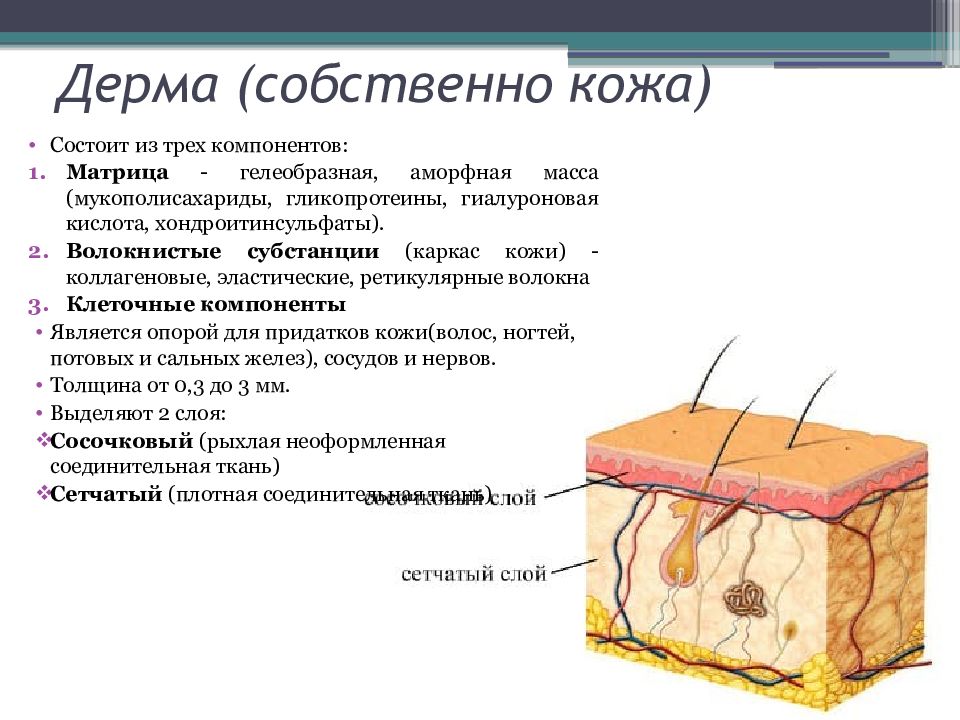 Рассмотрите рисунок 90 найдите эпидермис дерма и гиподерма расскажите об их строении и функциях