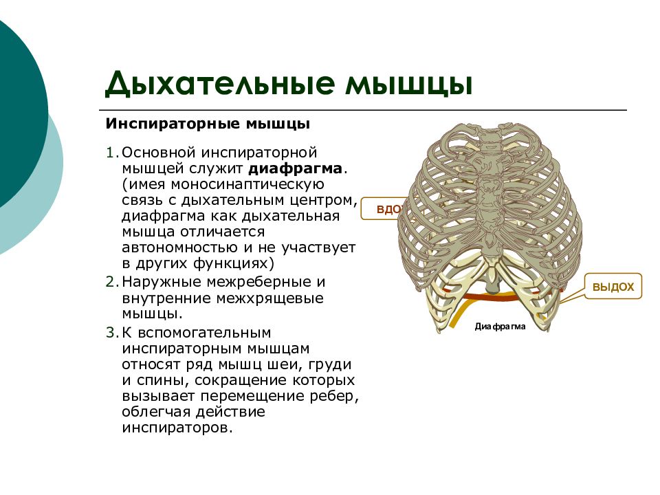 Дыхательные мышцы. Вспомогательные мышцы дыхания. Главные дыхательные мышцы. Собственно дыхательные мышцы.