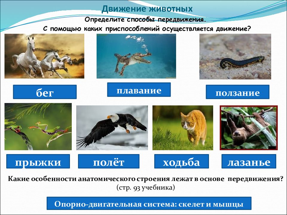 Движение организмов картинки