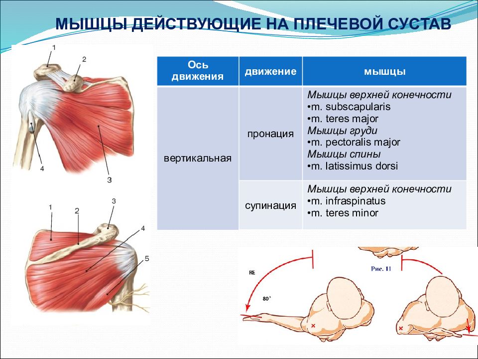 Суставы движения мышцы. Мышцы флексоры плечевого сустава. Мышцы действующие на плечевой сустав. Плечевой сустав анатомия строение с мышцами. Мышцы действующие на плечевой сустав вид сзади.