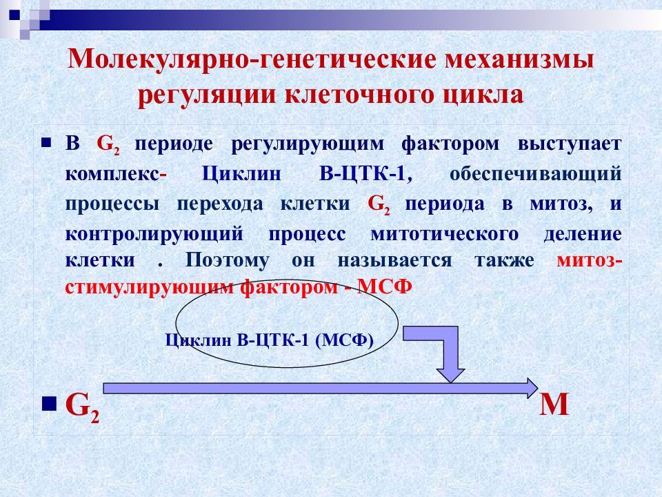 Генетическая регуляция. Регуляция митотического цикла. Факторы регуляции митотического цикла. Генетическая регуляция онтогенеза. Генетическая регуляция процессов