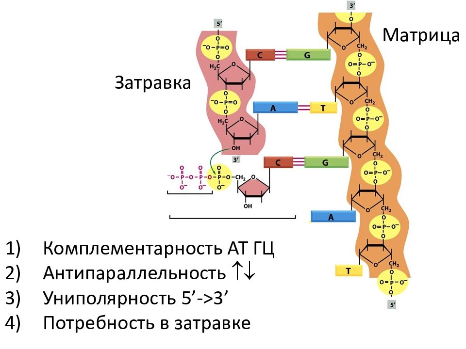 Комплементарность репликации днк. Комплементарность репликации днк