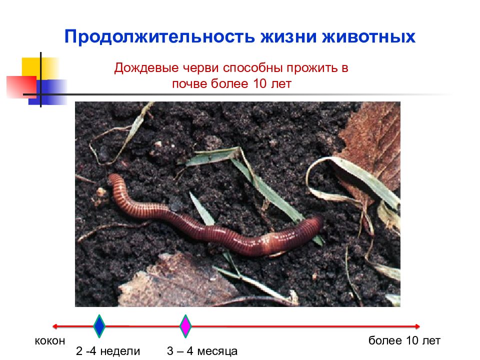 Презентация периодизация и продолжительность жизни животных 7 класс презентация