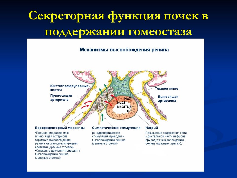 Строение и функции почек презентация