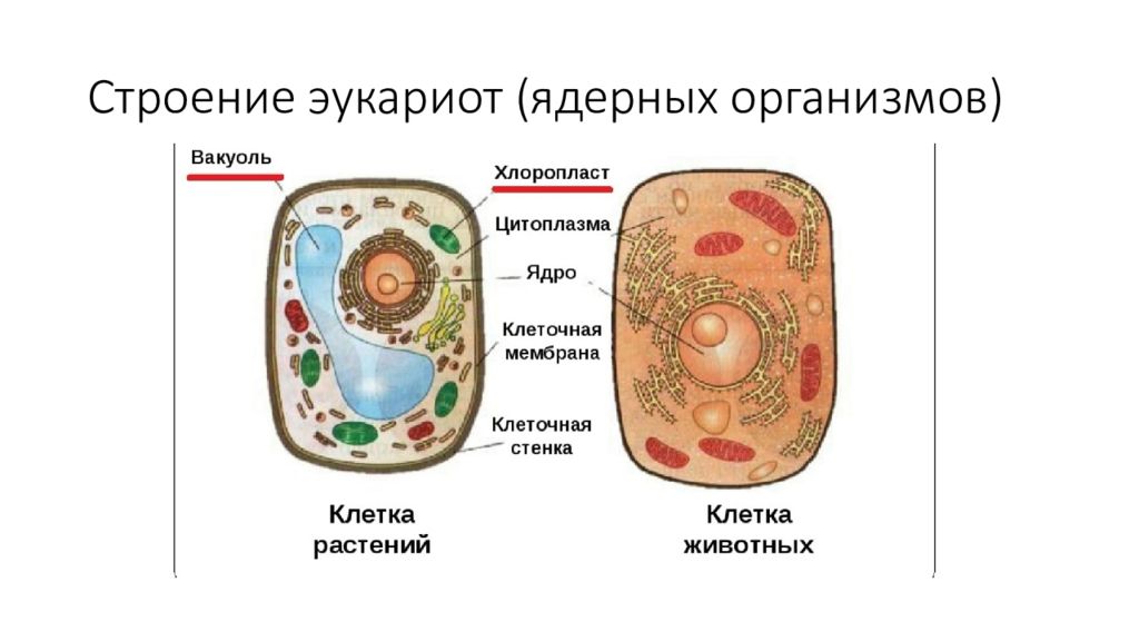 Понятие об организме