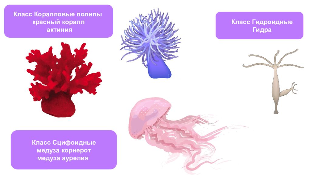 У пресноводной гидры медузы и кораллового полипа. Класс коралловые полипы красный Корал. Систематика коралловых полипов. Гидроидные актиния. Класс Гидроидные класс коралловые полипы класс Сцифоидные медузы.