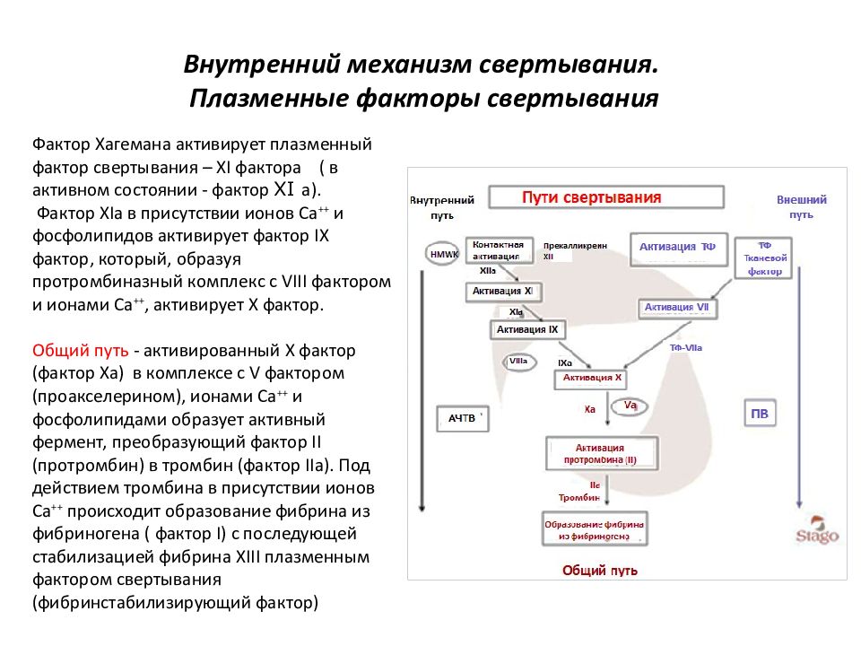 Пути гемостаза схема