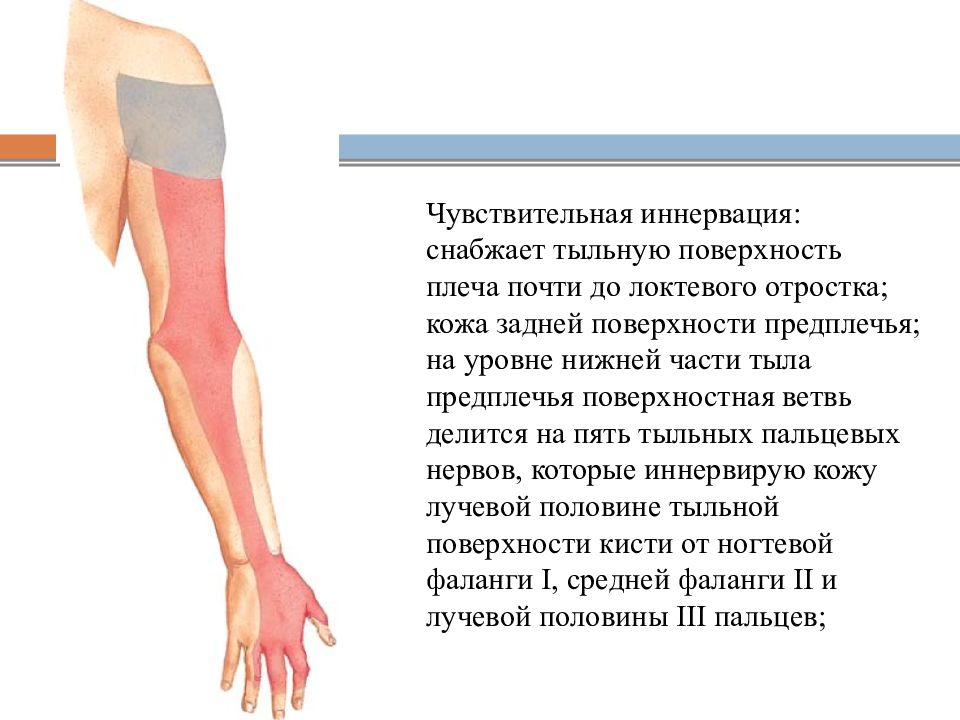 Лучевой нерв руки восстановление. Внутренняя поверхность предплечья. Компрессия лучевого нерва. Туннельные синдромы верхних конечностей. Внутреннюю поверхность предплечья фото.