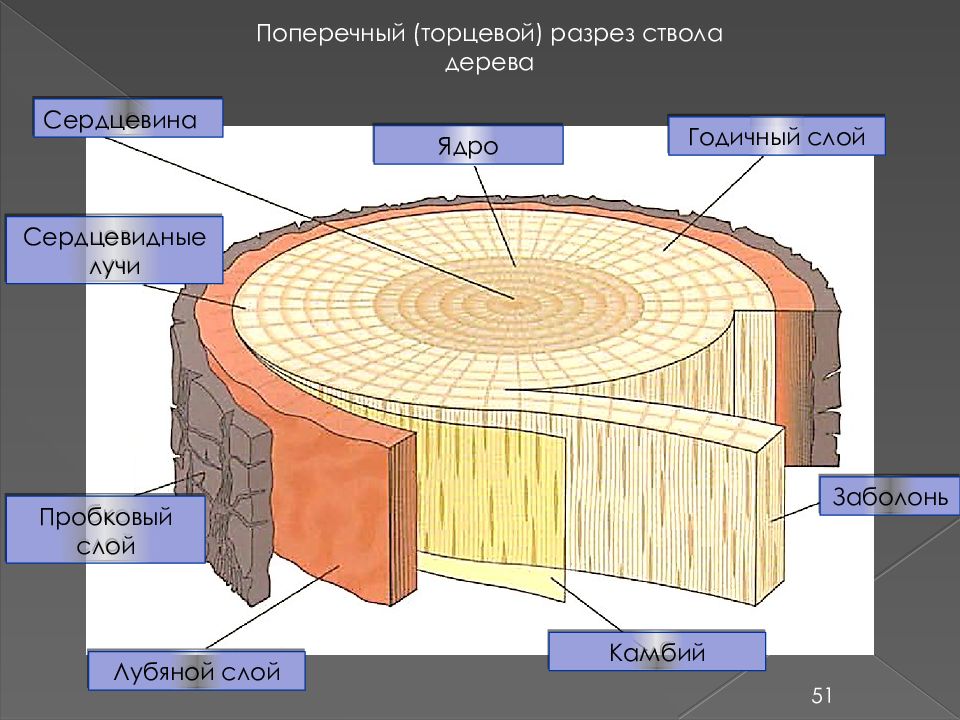 Устройство древесины. Строение древесины(поперечный срез ствола). Строение поперечного среза древесины. Сердцевина ядро заболонь камбий Луб кора. Строение древесины заболонь.