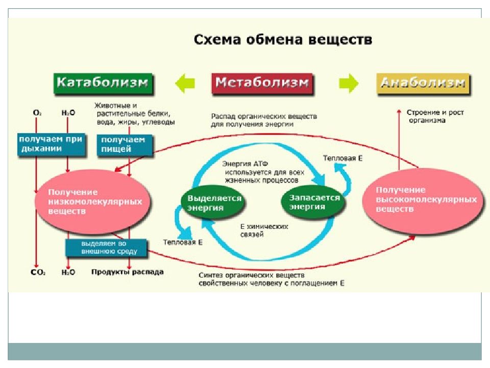 Система обмена веществ. Схема обмена веществ в организме. Схема обмена веществ и энергии в организме человека. Процесс метаболизма схема. Развернутая схема обмена веществ.