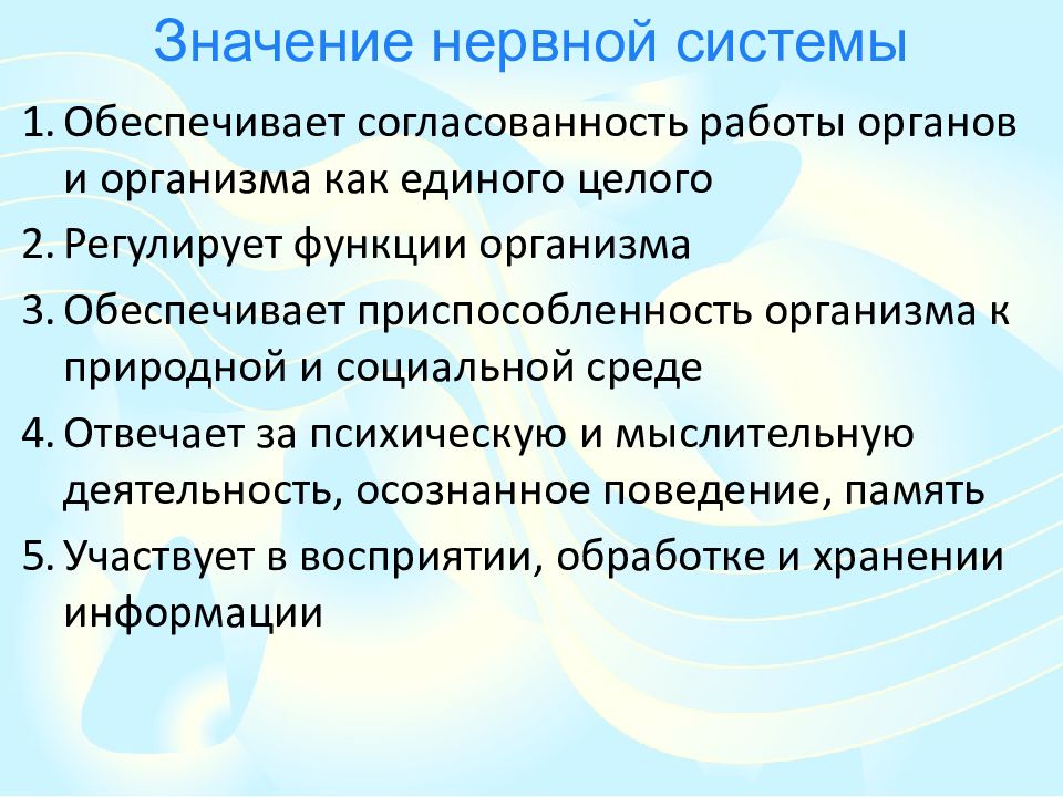 Презентация значение нервной системы строение нервной системы