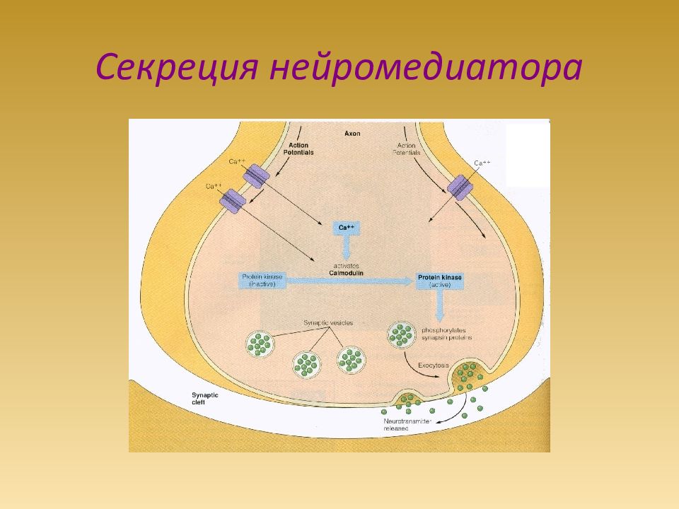 Функциональная ткань. В нервной ткани отвечает за секрецию нейромедиаторов?.