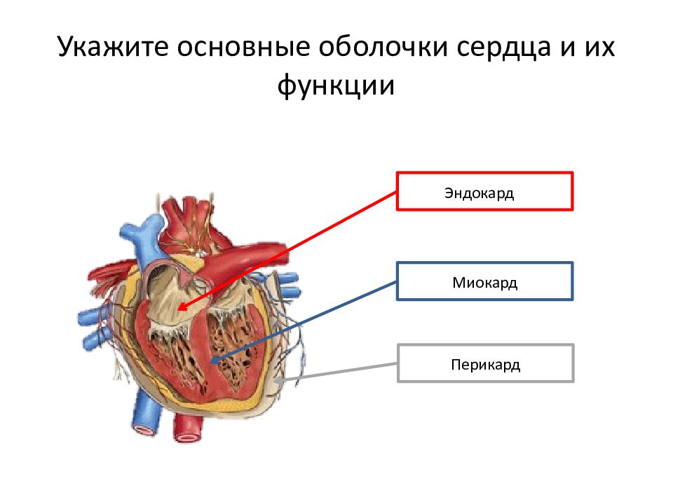 Наружная оболочка сердца