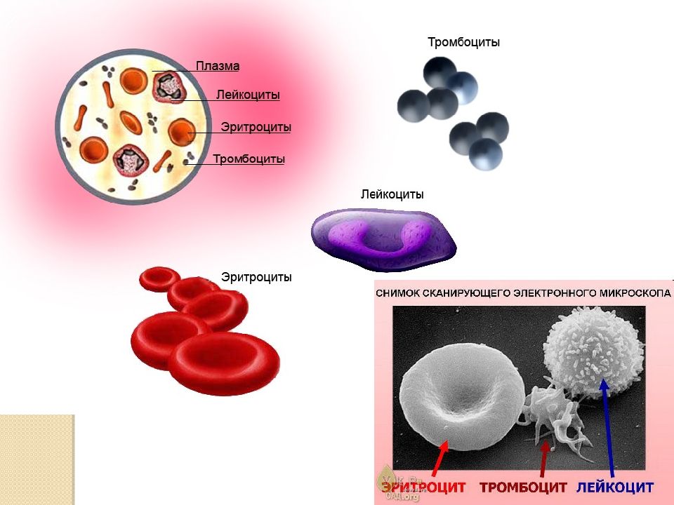 Лейкоциты как выглядят на картинке