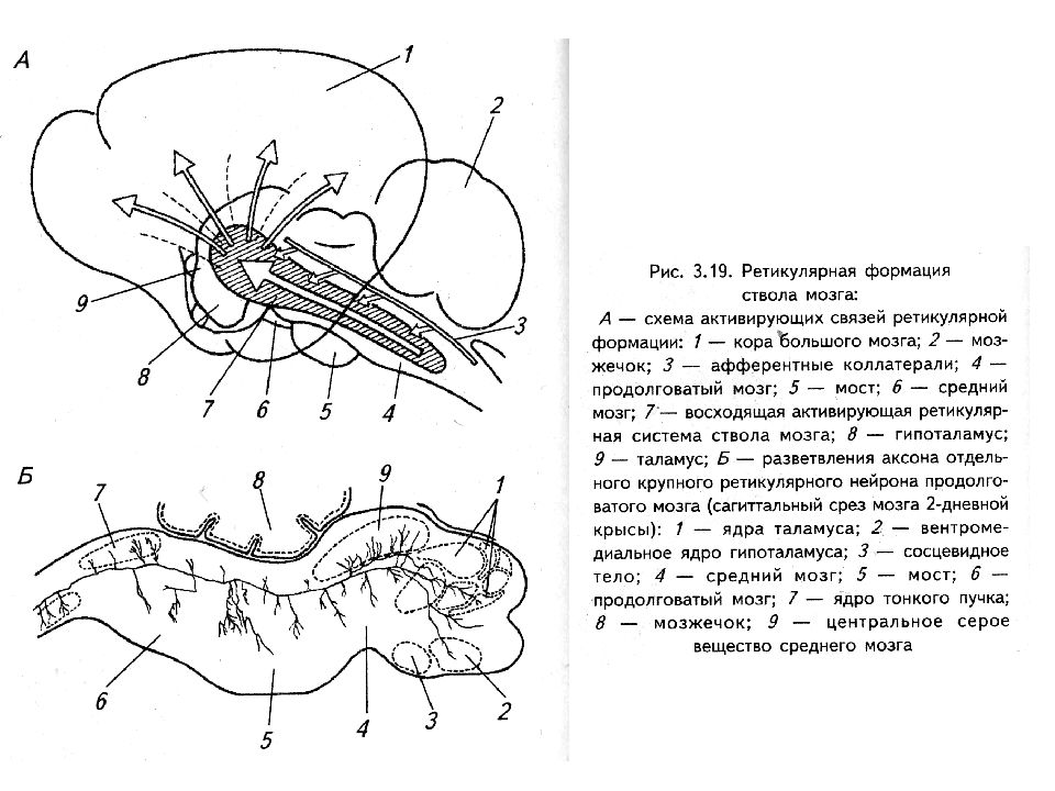 Ретикулярная формация мозга