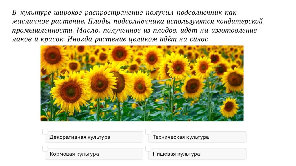 В культуре широкое распространение получил подсолнечник как масличное растение. Плоды подсолнечника используются кондитерской промышленности. Масло, полученное