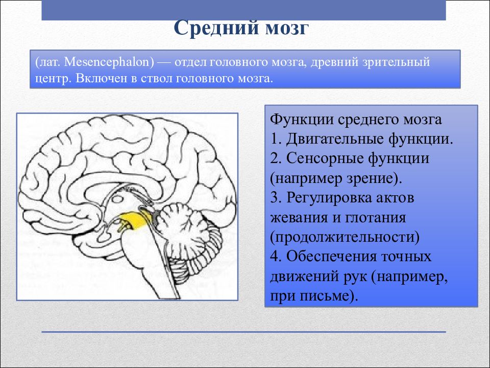 Строение и функции головного мозга презентация