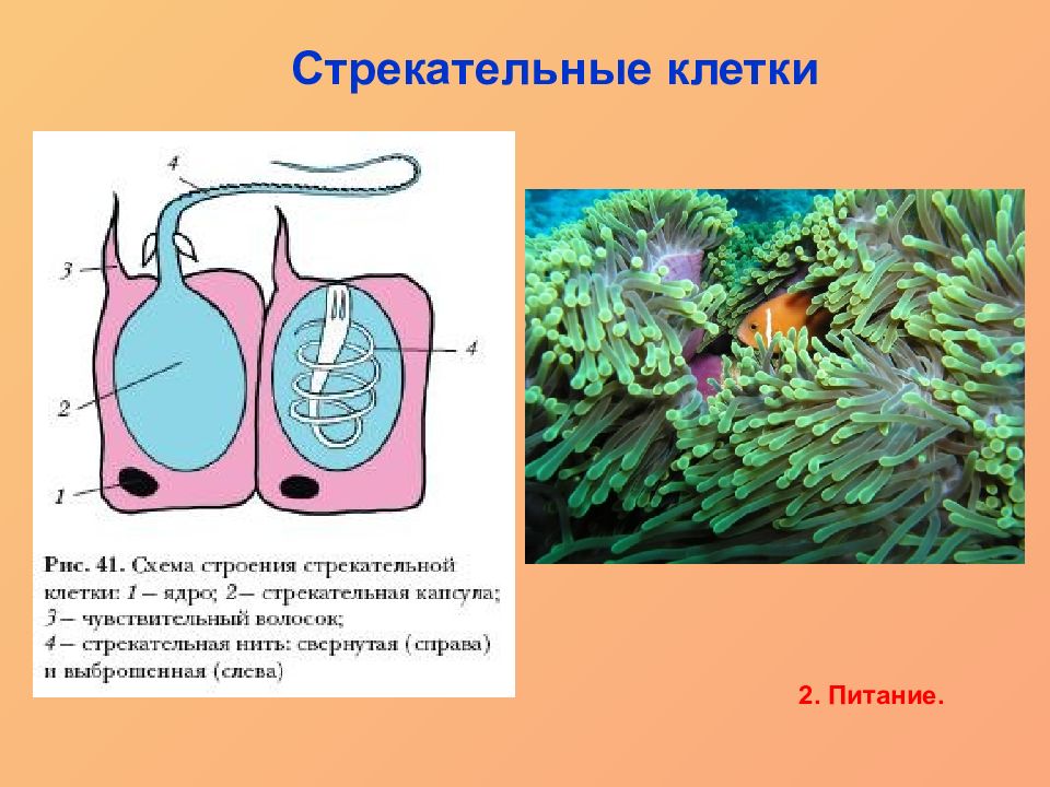 Стрекательные клетки рисунок. Схема строения стрекательной клетки. Стрекательные клетки гидры. Тип Кишечнополостные стрекательные клетки. Строение стрекательной клетки гидры.