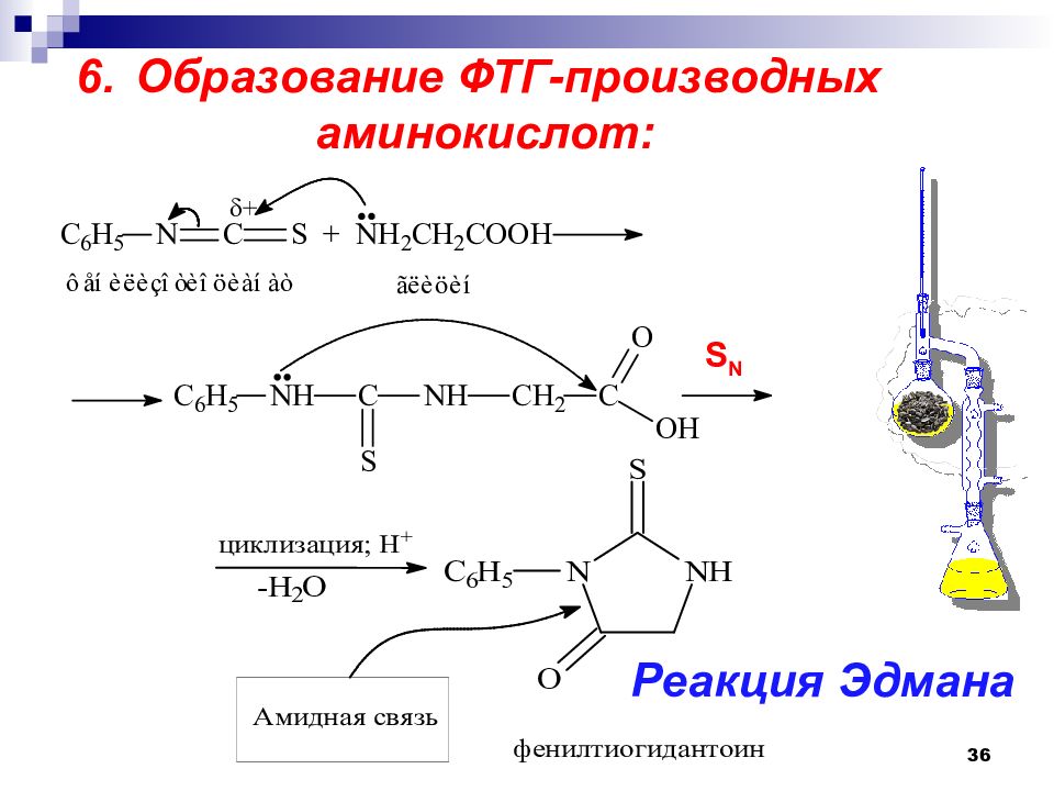 как определить аминокислоту. 10 аминокислот. аминокислоты. амины, аминокислоты презентация. задания на аминокислоты.