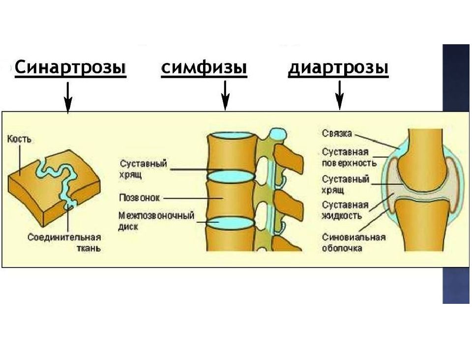 Сустав ткань