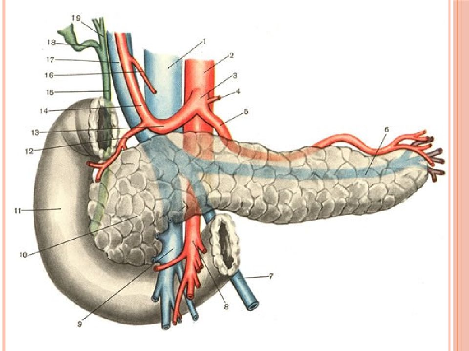 Кровоснабжение поджелудочной железы схема
