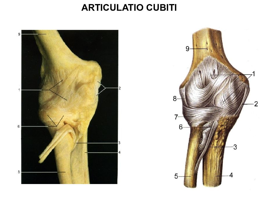 Соединения костей плечевого пояса. Articulatio cubiti. Квадратная связка локтевая кость. Кости и соединения верхней конечности. Соединение костей свободной верхней конечности.