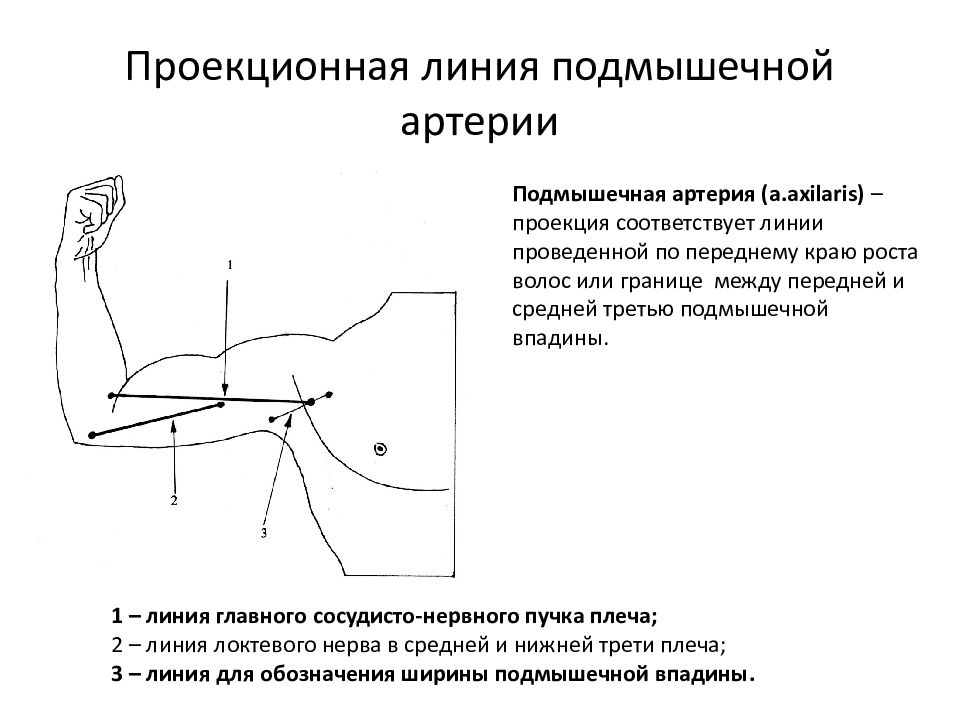 Подмышечная артерия схема